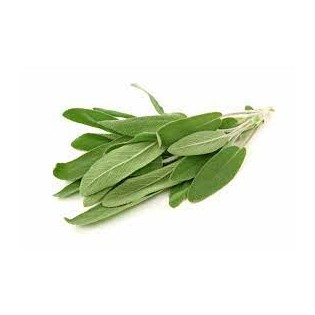 Salvia (bdja)